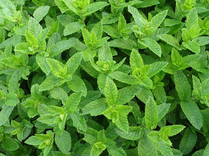 A bed of peppermint leaves — the article image from the live journal