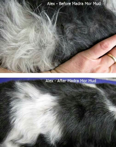 Alex — before and after a Madra Mór mud treatment, photographed by his groomer